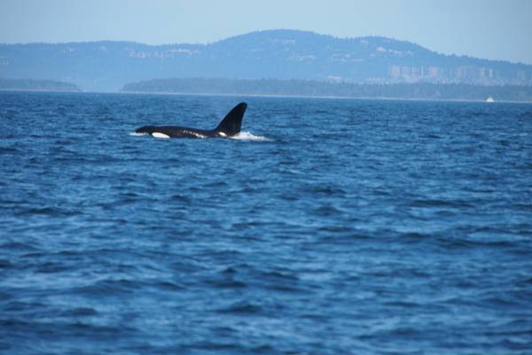 Orka's spotten Victoria - Vancouver Island - British Columbia - Canada - Doets Reizen