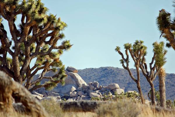 Joshua Tree National Park - California - Amerika - Doets Reizen