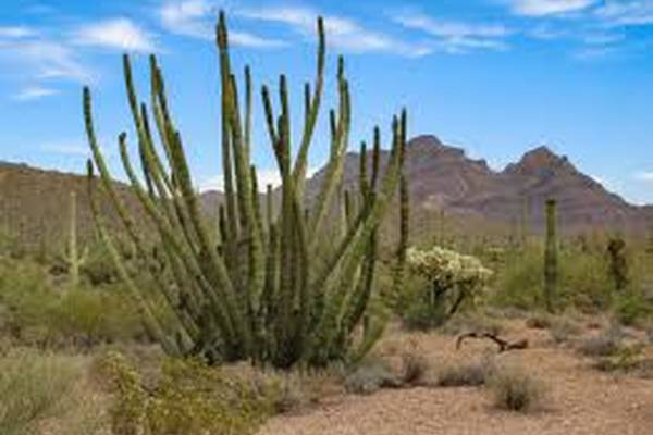 Organ Pipe Cactus National Monument - Tucson - Arizona - Doets Reizen