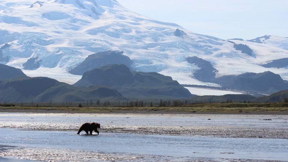 Bear & Wildlife Viewing - Homer - Alaska - Doets Reizen