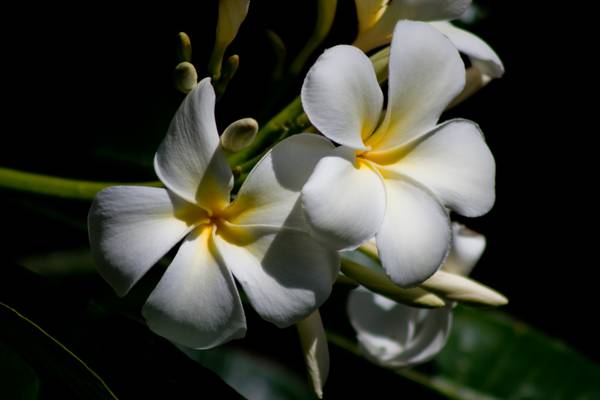 Big Island - Hawaii - Doets Reizen