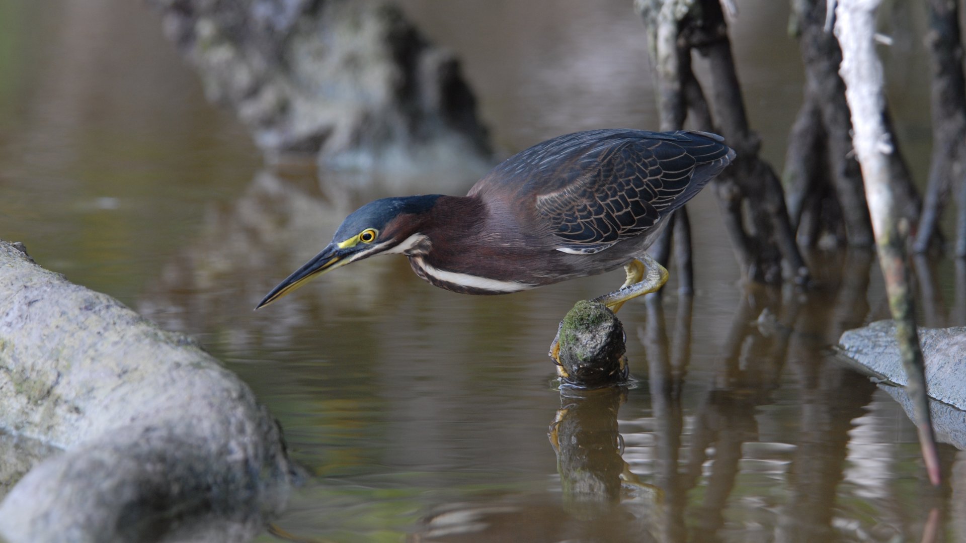 Birding and Wildlife Tour - Everglades National Park - Florida - Doets Reizen