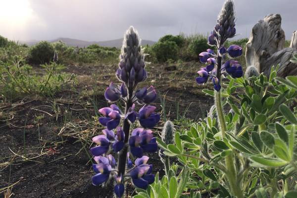 IJsland - Doets Reizen
