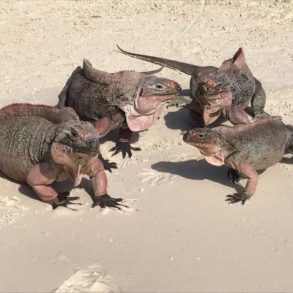 Great Exuma - Cruise Bahamas - Cruisevakantie - Doets Reizen