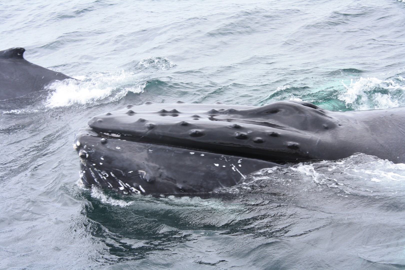 Walvissen Spotten - Boston - Massachusetts - Doets Reizen