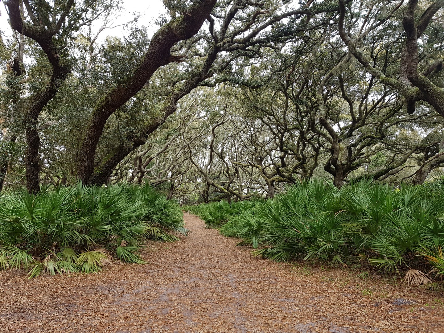 Cumberland Island National Seashore - Georgia - Amerika - Doets Reizen