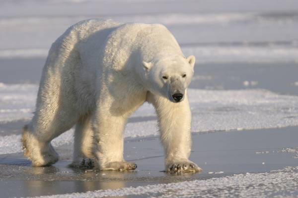 IJsbeer Churchill - Manitoba - Canada - Doets Reizen