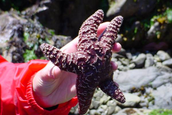 Pacific Rim National Park - Vancouver Island - British Columbia - Canada - Doets Reizen