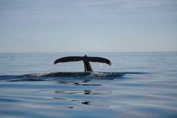 Saguenay Fjord - Tadoussac - Quebec - Canada - Doets Reizen