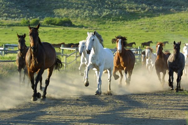 Sundance Guest Ranch - Ashcroft - British Columbia - Canada - Doets Reizen