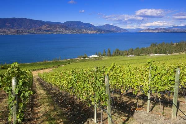 Cedar Creek Vineyard - Kelowna - Okanagan Valley - British Columbia - Canada - Doets Reizen