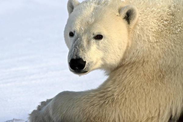 IJsbeer Churchill - Manitoba - Canada - Doets Reizen