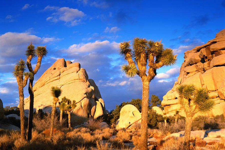 Joshua Tree National Park - California - Amerika - Doets Reizen