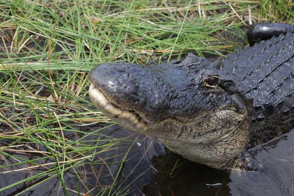 Everglades National Park - Florida - Doets Reizen