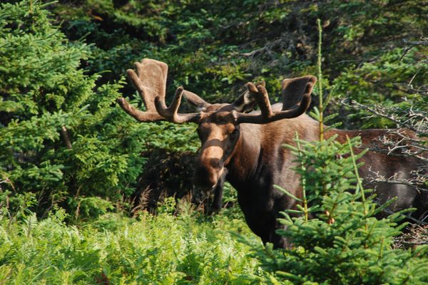 Wildlife Nova Scotia - Canada - Doets Reizen