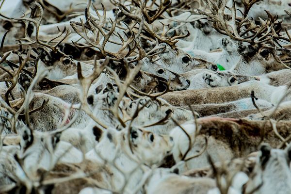 Karasjok - Doets Reizen - Vakantie Noorwegen- VisitNorway.com