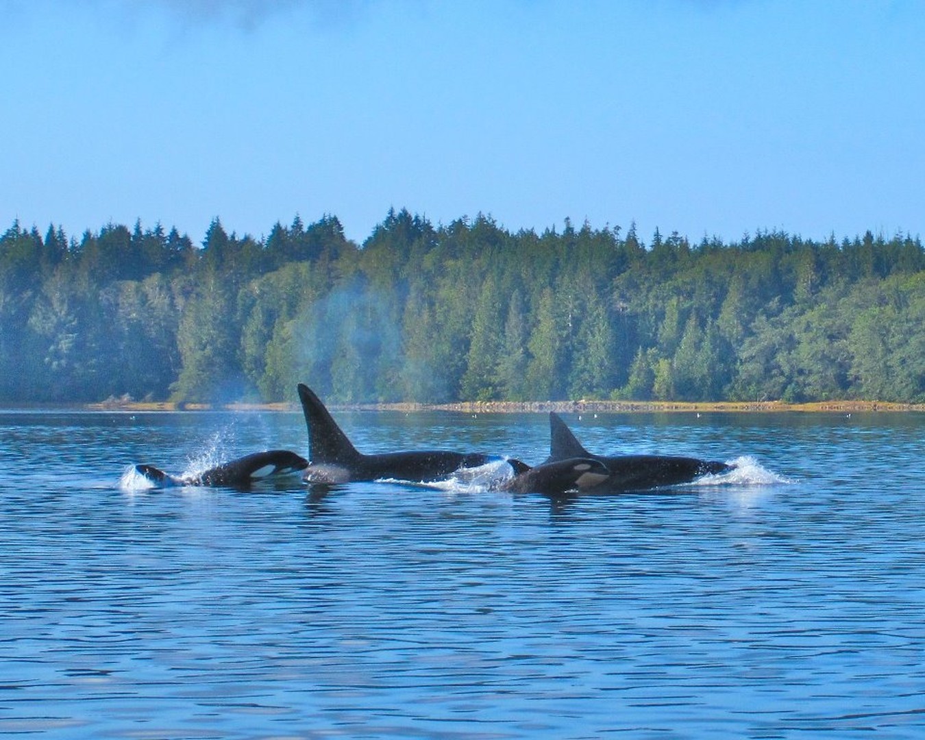 Clayoquot Wilderness Lodge - Pacific Rim National Park - Vancouver Island - British Columbia - Canada - Doets Reizen