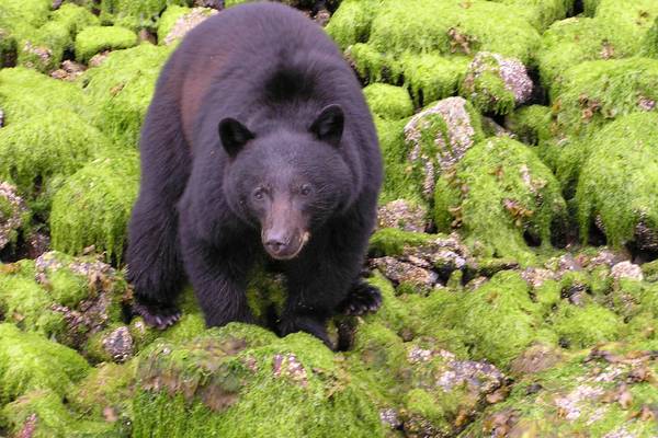 Pacific Rim National Park - Vancouver Island - British Columbia - Canada - Doets Reizen