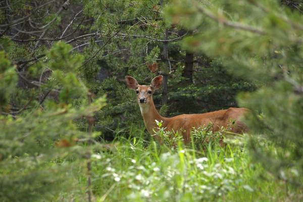 Jasper National Park Wildlife - Alberta - Canada - Doets Reizen