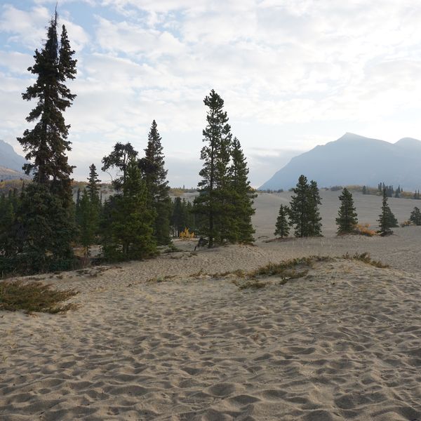 Carcross Desert - Yukon - Canada - Doets Reizen