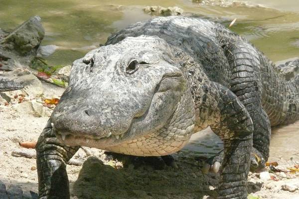 Everglades National Park - Florida - Doets Reizen