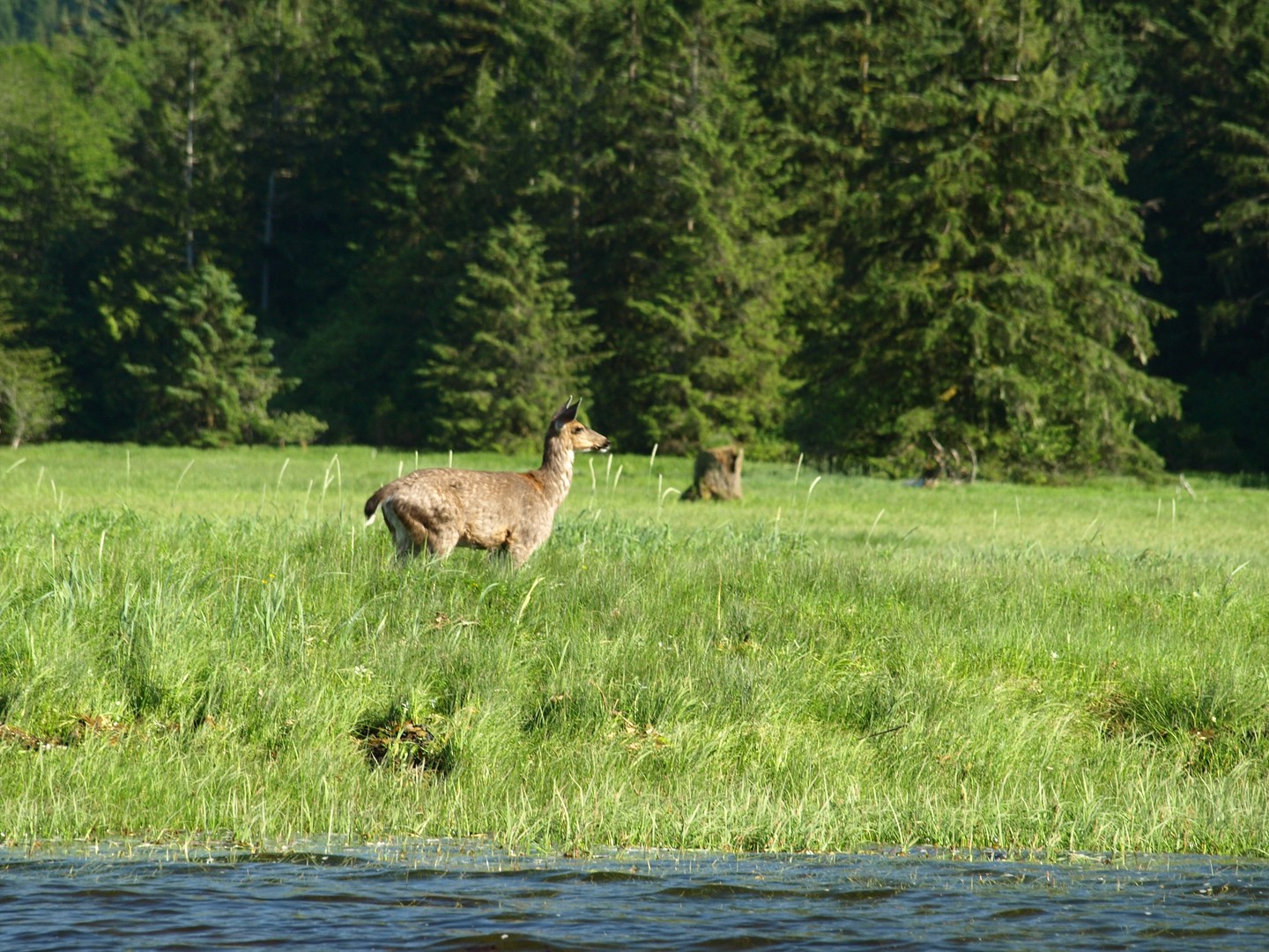 Knight Inlet Lodge - British Columbia - Canada - Doets Reizen