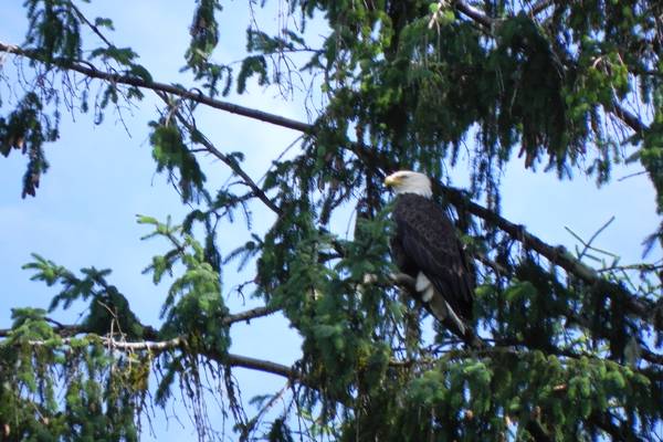 Tide Rip Tours - Telegraph Cove - Vancouver Island - British Columbia - Canada - Doets Reizen