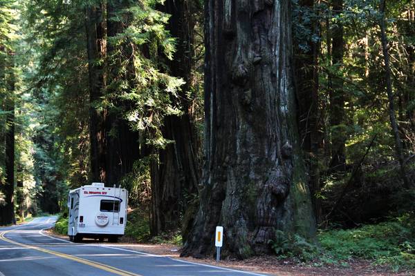 Toeren met de camper door Redwood National Park