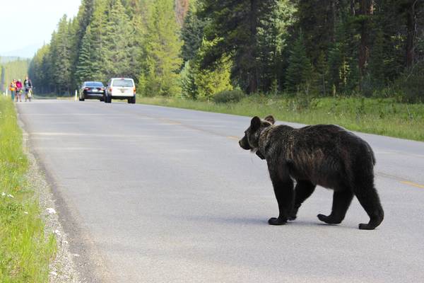 Bow Valley Parkway - Banff National Park - Alberta - Canada - Doets Reizen