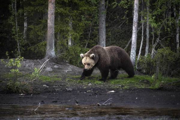 Lapland - Doets Reizen - Vakantie Finland - Credits VisitFinland