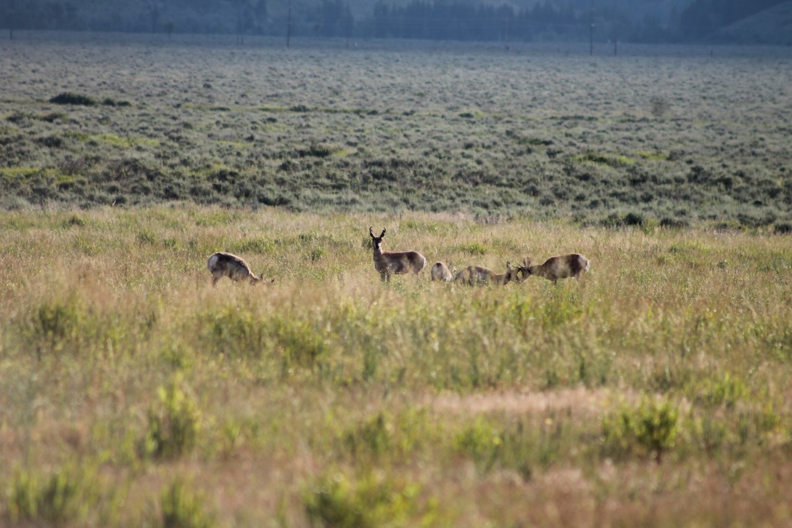 Wildlife Safari - Grand Teton National Park - Wyoming - Doets Reizen