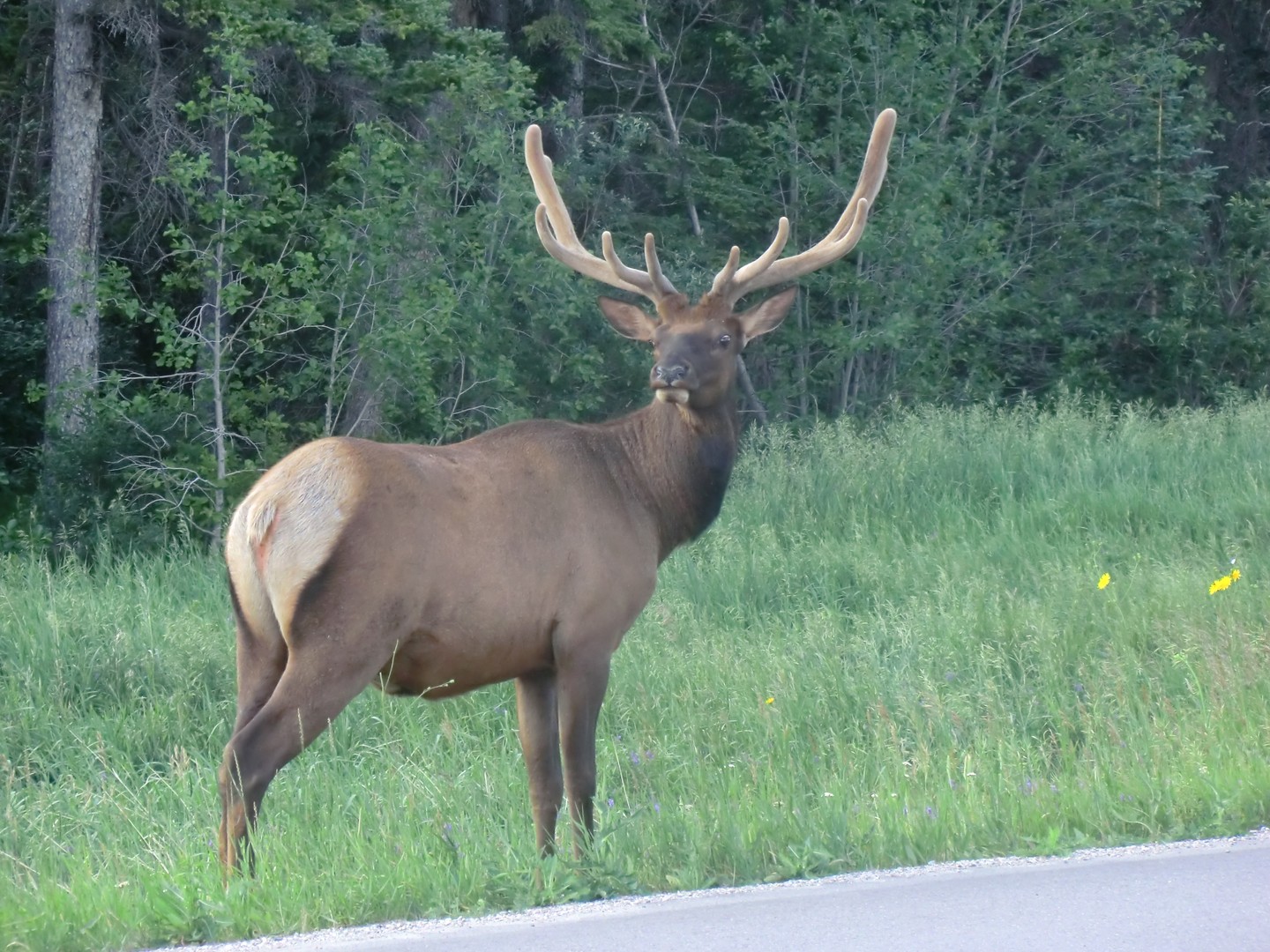 Icefields Parkway - Alberta - Canada - Doets Reizen