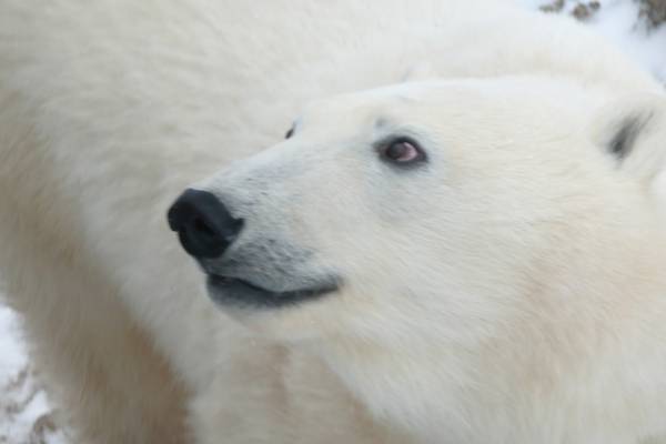 IJsbeer Churchill - Manitoba - Canada - Doets Reizen