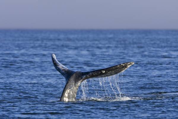 Pacific Rim National Park - Vancouver Island - British Columbia - Canada - Doets Reizen