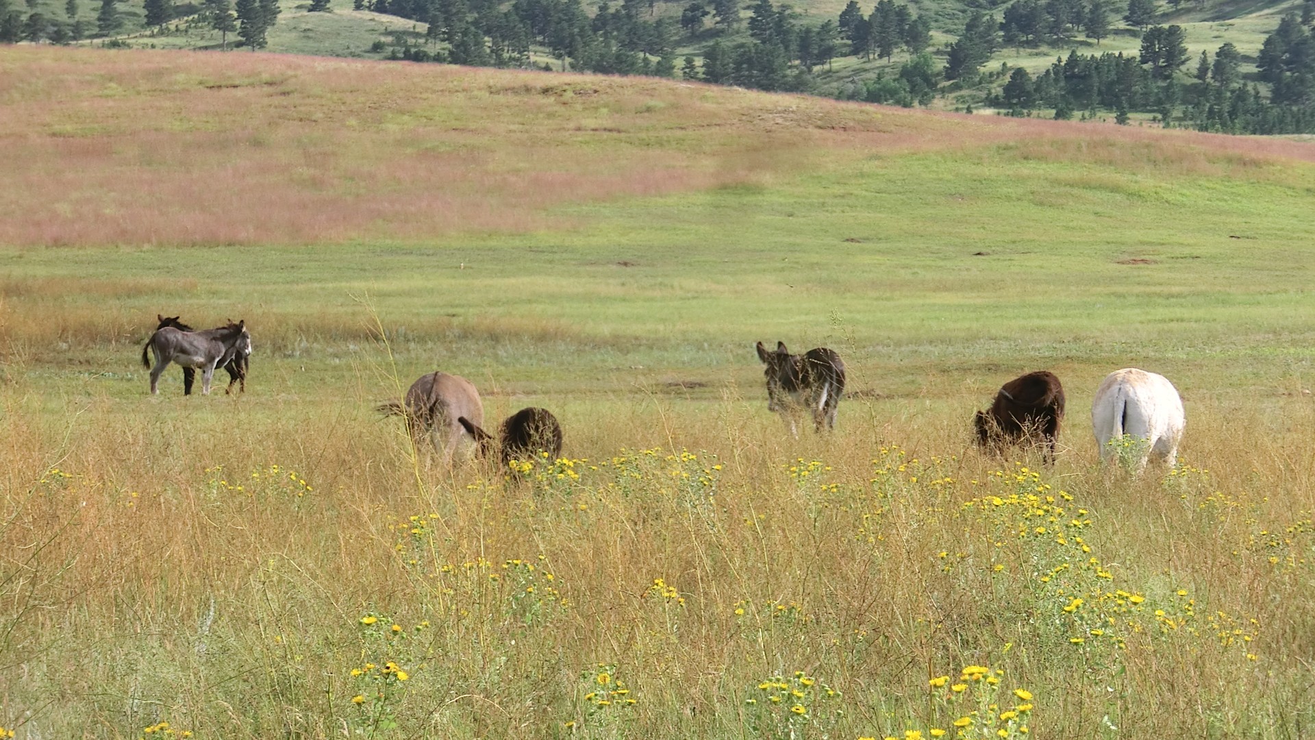 Custer State Park - South Dakota - Amerika - Doets Reizen