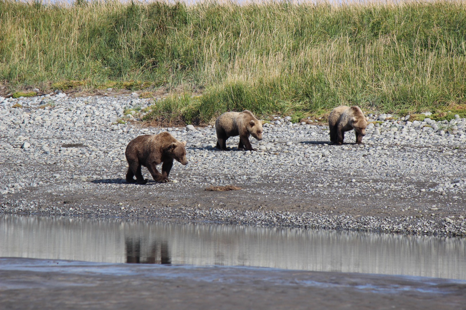 Beren spotten - Katmai National Park - Alaska - Doets Reizen