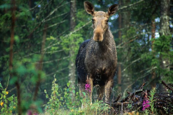 Zweden - Doets Reizen - Vakantie Zweden - Rondreis Zweden