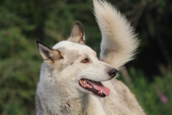 Dog Mushing Churchill - Manitoba - Canada - Doets Reizen