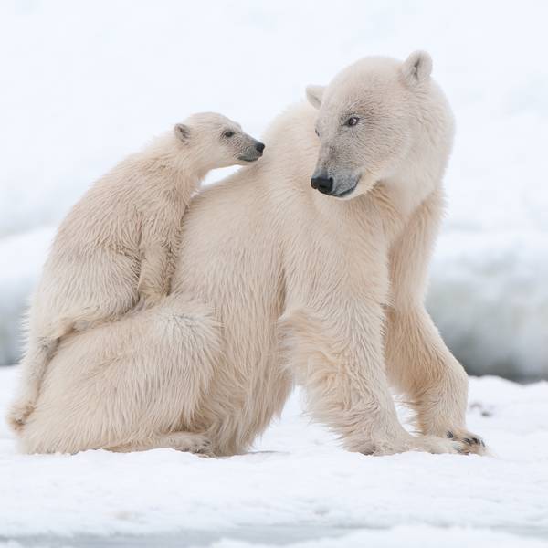 IJsbeer Churchill - Manitoba - Canada - Doets Reizen