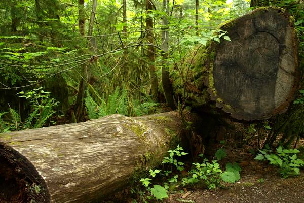 Pacific Rim National Park - Parksville - Vancouver Island - British Columbia - Canada - Doets Reizen