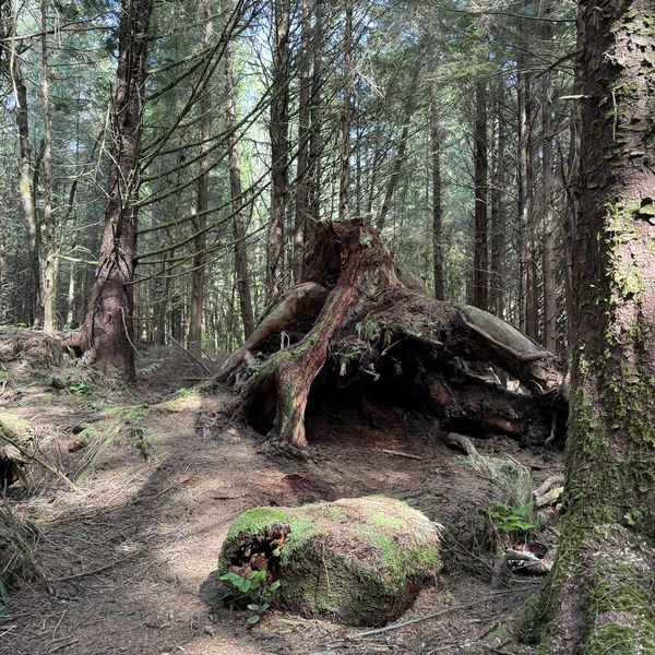 Port Renfrew - Botanical Beach - Vancouver Island - Canada - Doets Reizen