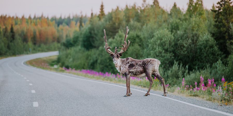 Lapland - Doets Reizen - Vakantie Finland - Credits VisitFinland