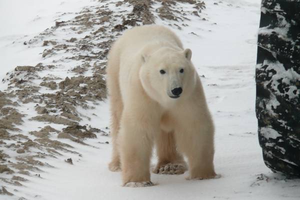 IJsbeer Churchill - Manitoba - Canada - Doets Reizen