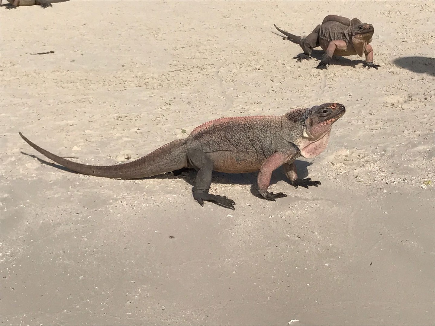 Great Exuma - Cruise Bahamas - Cruisevakantie - Doets Reizen