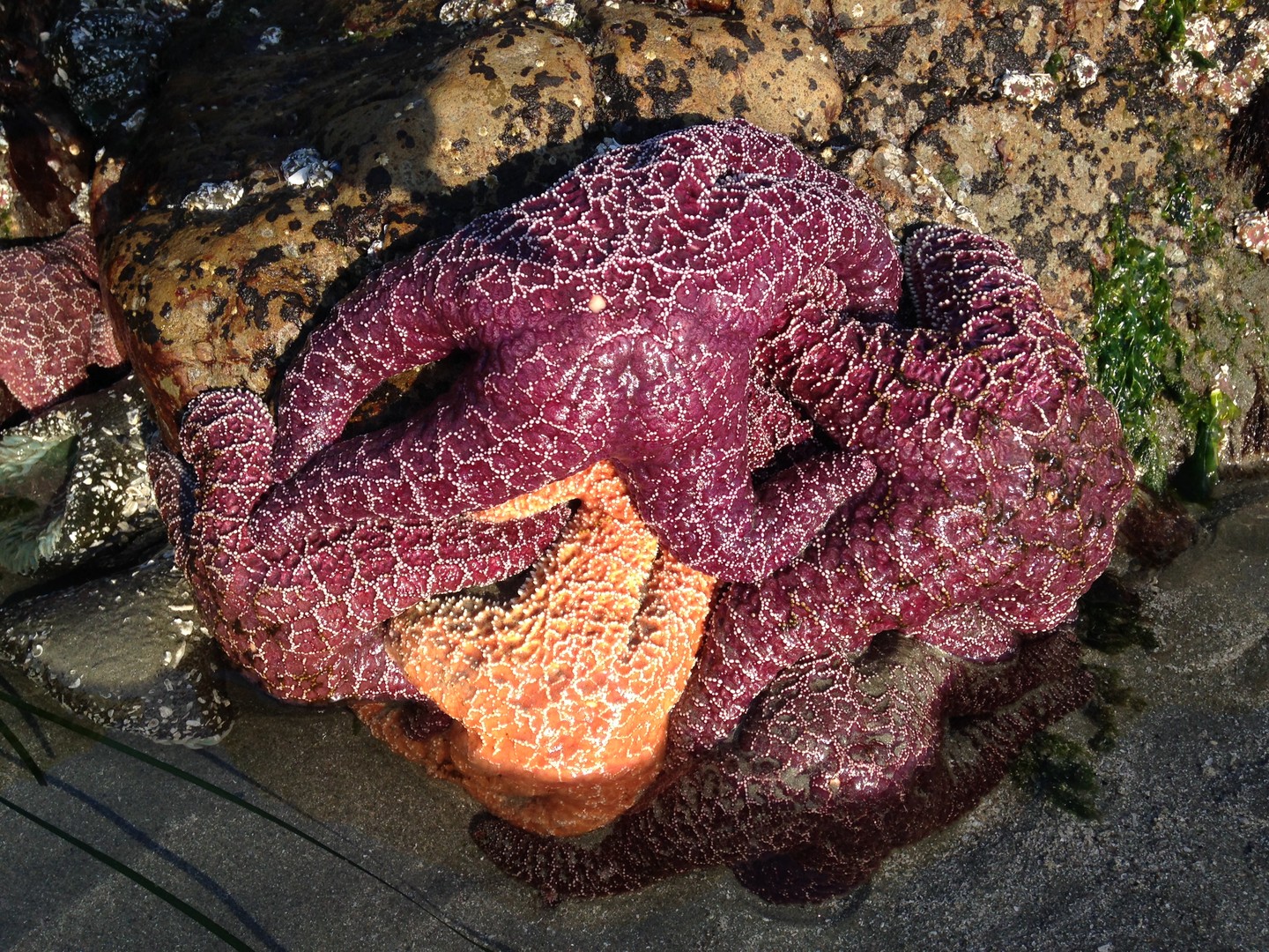 Pacific Rim National Park - Vancouver Island - British Columbia - Canada - Doets Reizen