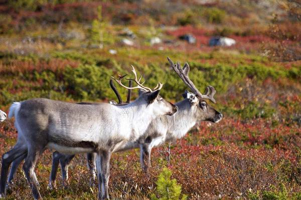 Newfoundland & Labrador - Canada - Doets Reizen