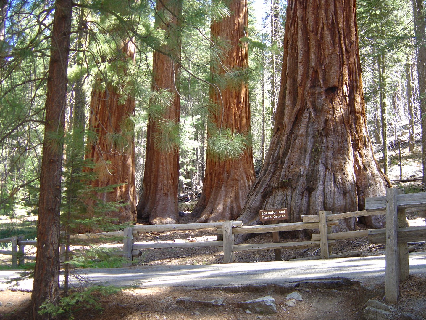 Sequoia National Park - California - Amerika - Doets Reizen