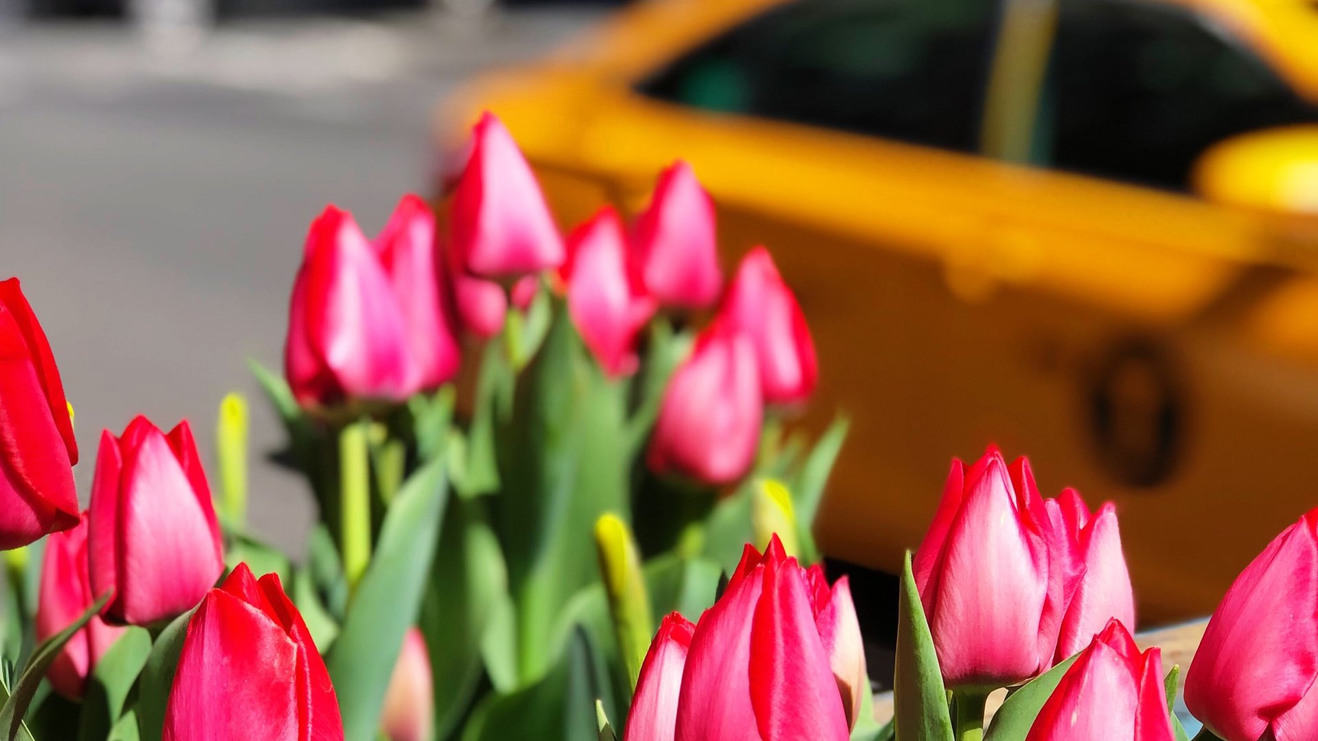 Tulpen in New York City - 1 April Grap