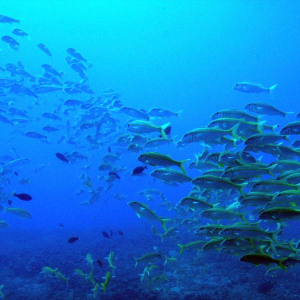 Atlantis Submarine Tour Hawaii - Amerika - Doets Reizen