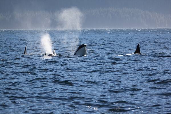 Farewell Harbour Lodge - British Columbia - Canada - Doets Reizen